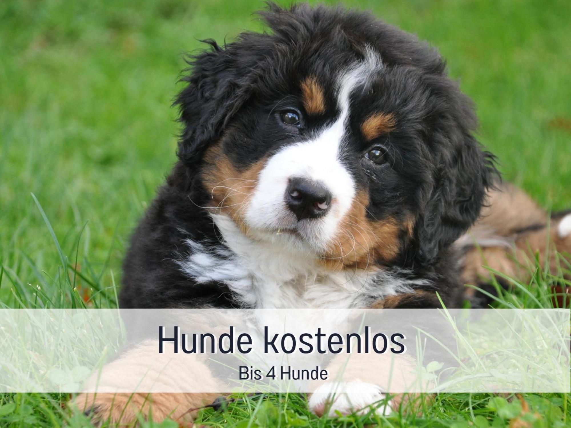 Am Feldrain - Urlaub Mit Hund Im Weserbergland Hannoversch Münden Εξωτερικό φωτογραφία